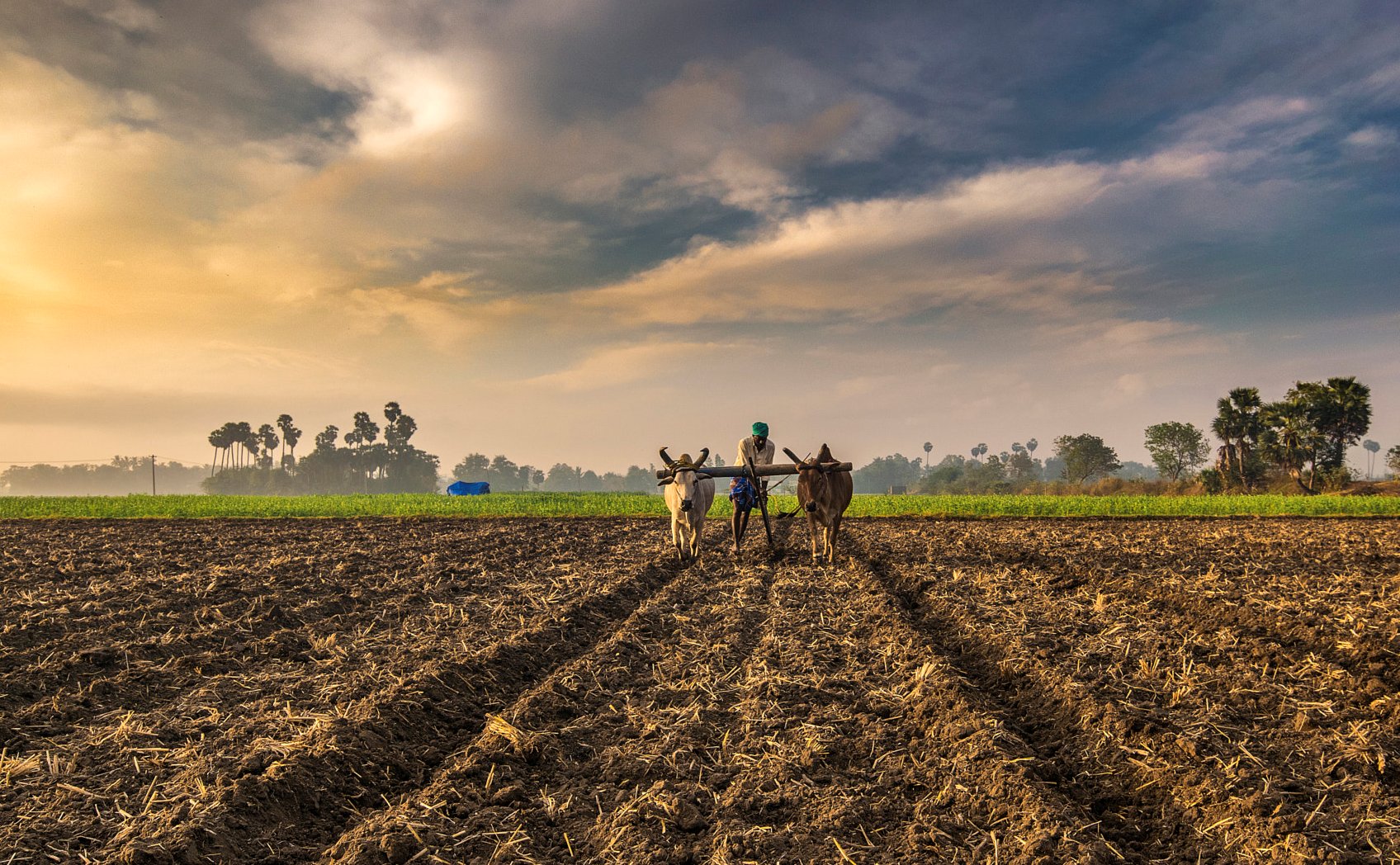 The Journey of a Spice: From Farm to Your Kitchen